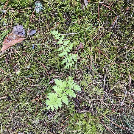 Vakantiehuis Relaxed Summer House By The North Sea