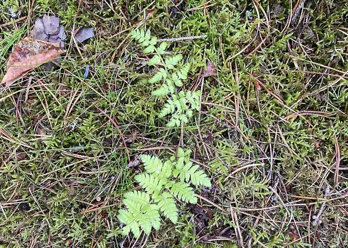Сasa de vacaciones Relaxed Summer House By The North Sea